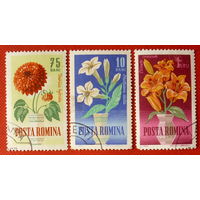 Румыния. Цветы. ( 3 марки ) 1964 года.