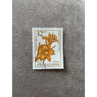 Болгария 1985. Цветы. Lilium auratum. Марка из серии