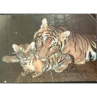 Бенгальские тигры 1989