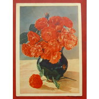 Полиантовые розы. Чистая. 1957 года. Фото Шагина. *303.