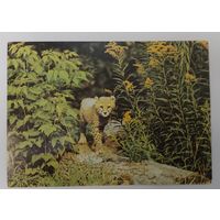 Открытка ,, гепард - котенок ,, 1989 г. Чистая.