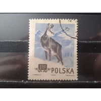 Польша 1954 Охраняемые животные