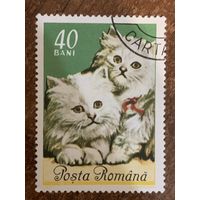 Румыния 1965. Котята. Марка из серии