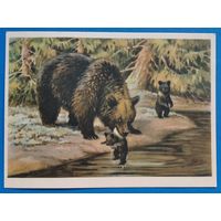 Трофимов В. Медведица с медвежатами. 1954 г. Чистая.