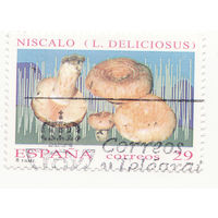 Молочный шляпочный гриб 1994 год