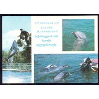 ДМПК СССР 1979 Батуми дельфинарий дельфины