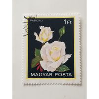 Венгрия 1982.  Флора. Розы