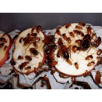 Туркестанский таракан Shelfordella tartara