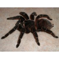 Lasiodora parahybana, молодь паука птицееда, около 1,5-2 см