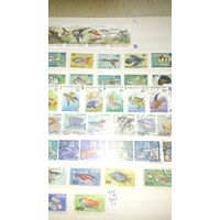 Коллекция почтовых марок мира на тему фауна и флот.