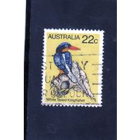 Австралия.Ми-705. Птицы.Белохвостый райский зимородок.1980