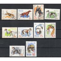 Собаки СССР 1965 год серия из 10 марок