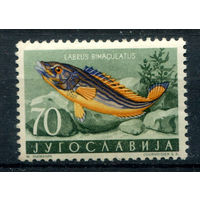 Югославия - 1956г. - фауна, 70 Din - 1 марка - MNH с незначительным дефектом клея и полосой на клее. Без МЦ!