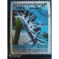 Камбоджа 1999, растение хищник