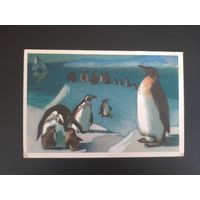 СССР. Пингвины. 1968г. чистая