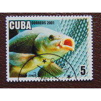 Куба 2001г. Фауна.