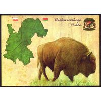 Беларусь открытка Беловежская пуща герб зубр