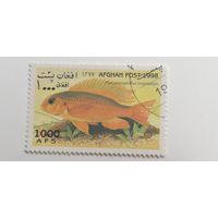 Афганистан 1998. Рыбы