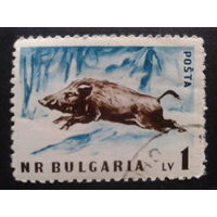 Болгария 1958 кабан