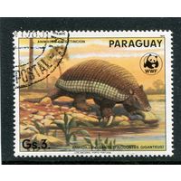 Парагвай. Фауна