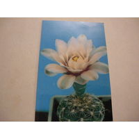 Цветок кактуса.1990г