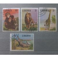 Либерия. Фауна.