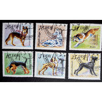 ГДР 1976 г. Собаки. Фауна, полная серия из 6 марок #0088-Ф1