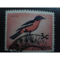 ЮАР 1964 стандарт, птица