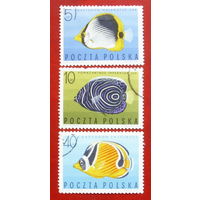 Польша. Рыбы. ( 3 марки ) 1967 года. 3-6.