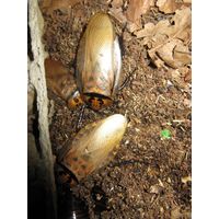 Eublaberus posticus (оранжевоголовые) тараканы