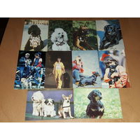 Календарики 1990 Собаки. Люди с собаками. Полная серия 10 шт. одним лотом