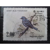 Шри-Ланка 1983 Птица