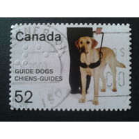 Канада 2008 собака-поводырь