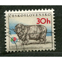 Фауна. Овца. Чехословакия. 1976