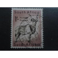 ЮАР 1954 антилопа