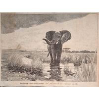Индийский слон-отшельник. 1909г. энц.гравюра 19.5х14.5см.