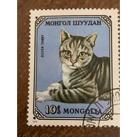 Монголия 1979. Домашние коты. Silver tabby. Марка из серии