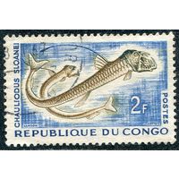 Конго. Фауна. Обыкновенный хаулиод (лучеперые рыбы)