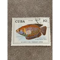 Куба 1978. Рыбы. Colisa lalia. Марка из серии