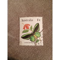 Австралия. Cairns Birdwing