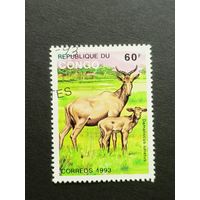Конго 1993. Животные