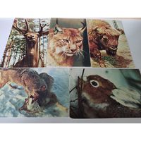 5 открыток  с фото зверей Московского зоопарка (фото Н.Немнонова) 1969г.