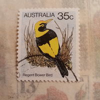 Австралия. Птицы. Regent Bower Bird
