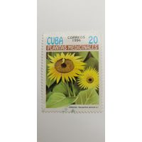 Куба 1994.  Лекарственные растения