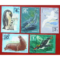 СССР. Животный мир Антарктики. ( 5 марок ) 1978 года. 5-10.