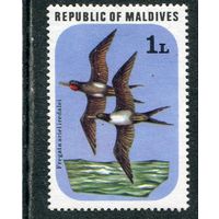 Мальдивы. Птицы