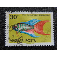 Венгрия 1962 г. Аквариумные рыбки.