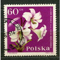 Цветы. Лилии. Польша. 1964
