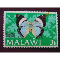 Малави. Бабочки.