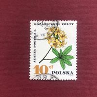 Польша. Лекарственные растения
